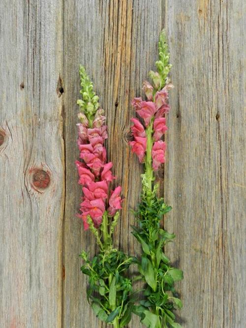 DARK PINK SNAPDRAGONS